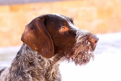 Un Drahthaar avec de la neige sur le museau