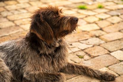 Un Drahthaar allongé sur un sol en pierres