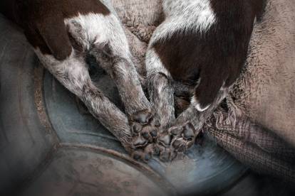 Les pattes d'un Drahthaar