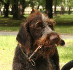 Photo Chien d'Arrêt Allemand à Poil Raide