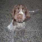 Photo Chien d'Arrêt Allemand à Poil Raide