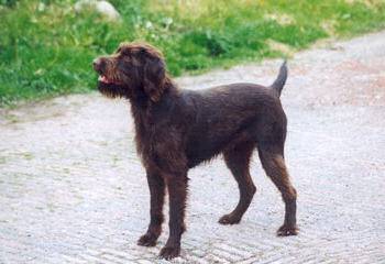 Chien d'Arrêt Allemand à poil raide - Chien d'Arrêt Allemand à Poil Raide