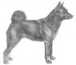 Chien d'Elan Norvégien Noir - Chien d'Elan Norvégien Noir