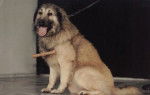 Chien de Berger Roumain des Carpathes - Berger Roumain des Carpathes