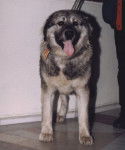 Chien de Berger Roumain des Carpathes - Berger Roumain des Carpathes