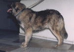 Chien de Berger Roumain des Carpathes - Berger Roumain des Carpathes