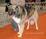 Chien de Berger Roumain des Carpathes - Berger Roumain des Carpathes