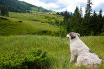 Photo Berger Roumain des Carpathes