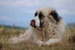 Photo Berger Roumain des Carpathes