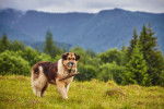 Photo Berger Roumain des Carpathes