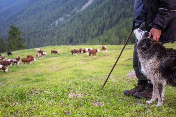 Photo Berger Roumain des Carpathes