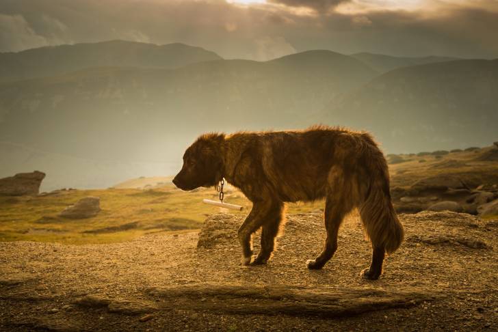 Photo Berger Roumain des Carpathes
