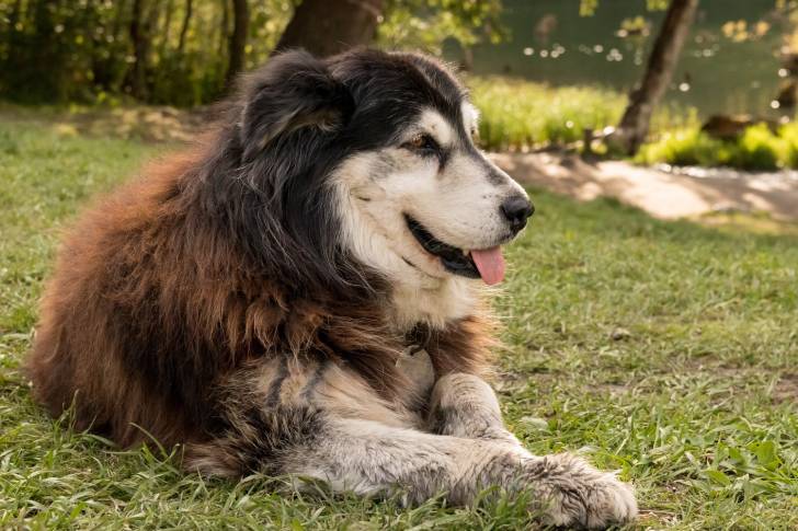 Photo Berger Roumain des Carpathes