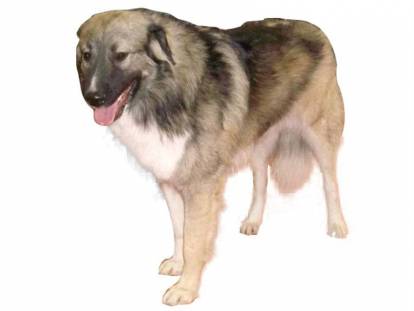 Berger Roumain des Carpathes