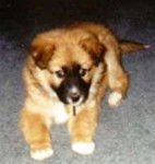 Riley - Akita Inu (2 mois)