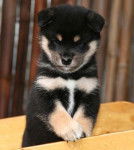 Tsukino - Akita Inu (1 mois)