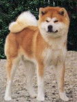 stella - Akita Inu (2 ans)