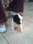 Maky - Akita Inu (1 mois)