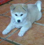 Louna - Akita Inu (2 ans)