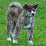 saké - Akita Inu Mâle