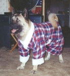 Big Boy - Akita Inu Mâle