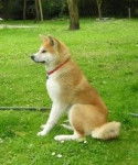emy - Akita Inu (2 ans)