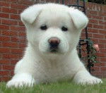 akita inu le chien que je voudrais - Akita Inu (3 mois)