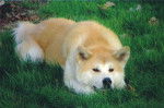 Country - Akita Inu Mâle (9 ans)