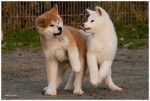 Linda and Colijn - Akita Inu (7 mois)
