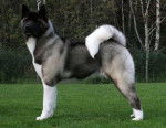 Hachi - Akita Inu (2 ans)