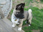 Hachi - Akita Inu (8 mois)