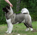 Hachi - Akita Inu (11 mois)