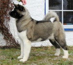 Hachi - Akita Inu (5 mois)