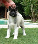 Hachi - Akita Inu (9 mois)