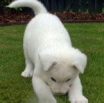 Perrita lili - Akita Inu (4 mois)