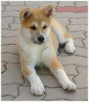 hirco - Akita Inu Mâle