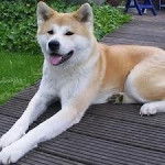 Haloa - Akita Inu (2 ans)