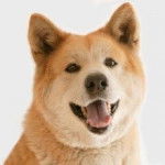 hiroi - Akita Inu Mâle (2 ans)