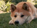 hiroi - Akita Inu Mâle (2 ans)