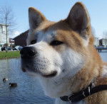 hiroi - Akita Inu Mâle (2 ans)