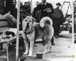Hachiko - Akita Inu Mâle (5 ans)