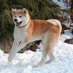 Miku - Akita Inu (1 an)