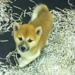 sky da piccolo - Akita Inu Mâle (4 mois)