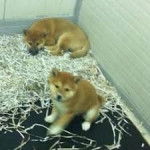 sky da piccolo - Akita Inu Mâle (4 mois)