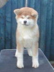 Zuma when he was 6 months - Akita Inu Mâle (6 mois)