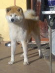 sky 4 anni - Akita Inu Mâle (4 ans)