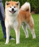 hachi - Akita Inu Mâle
