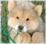 mon chouchou - Akita Inu