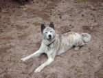 Wemba - Akita Inu (12 ans)