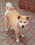 Yumi - Akita Inu